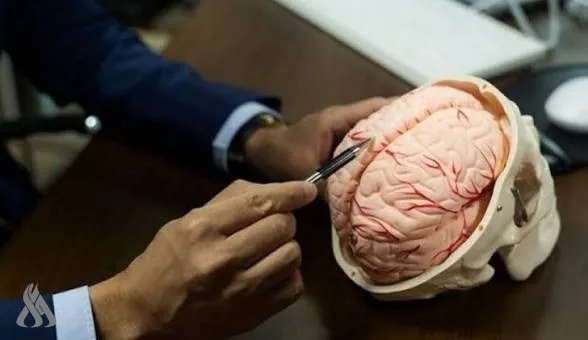 دراسة تكشف مفاجأة عن أصل الدماغ البشري